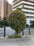 リバーガーデンシティアリス 写真
