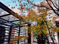 クラッシィタワー南船場 写真